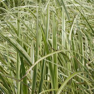 Miscanthus sinensis 'Dixieland'