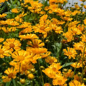 Coreopsis x 'Jethro Tull'